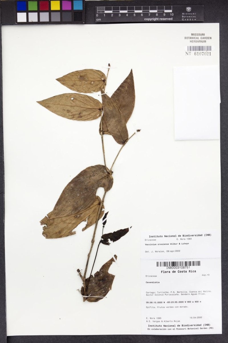 Vaccinium orosiense photo 4