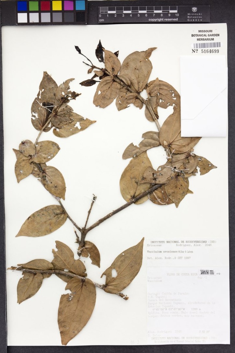 Vaccinium orosiense photo 5