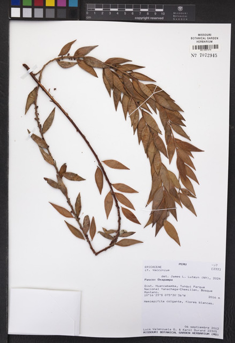 Vaccinium ortizii