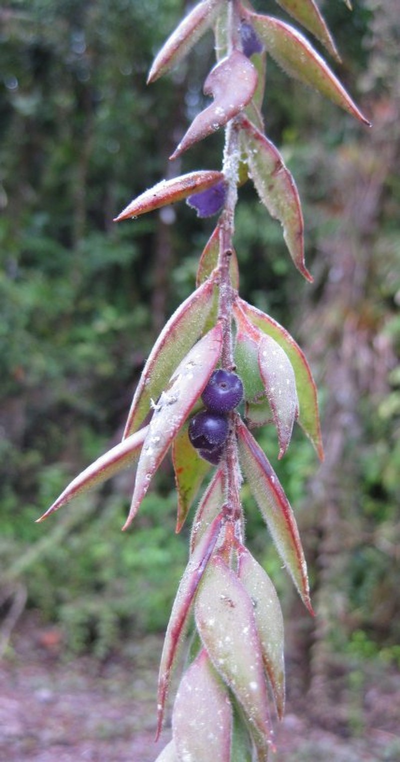 Vaccinium ortizii photo 2