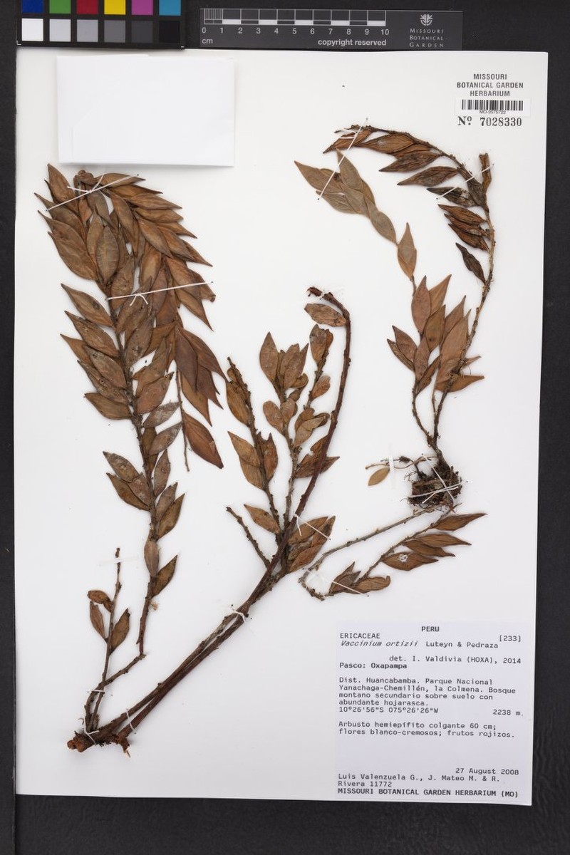 Vaccinium ortizii photo 3