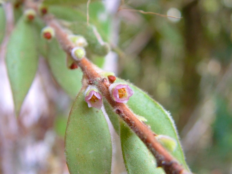 Vaccinium ortizii photo 4