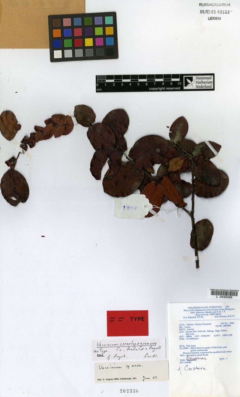 Vaccinium oscarlopezianum