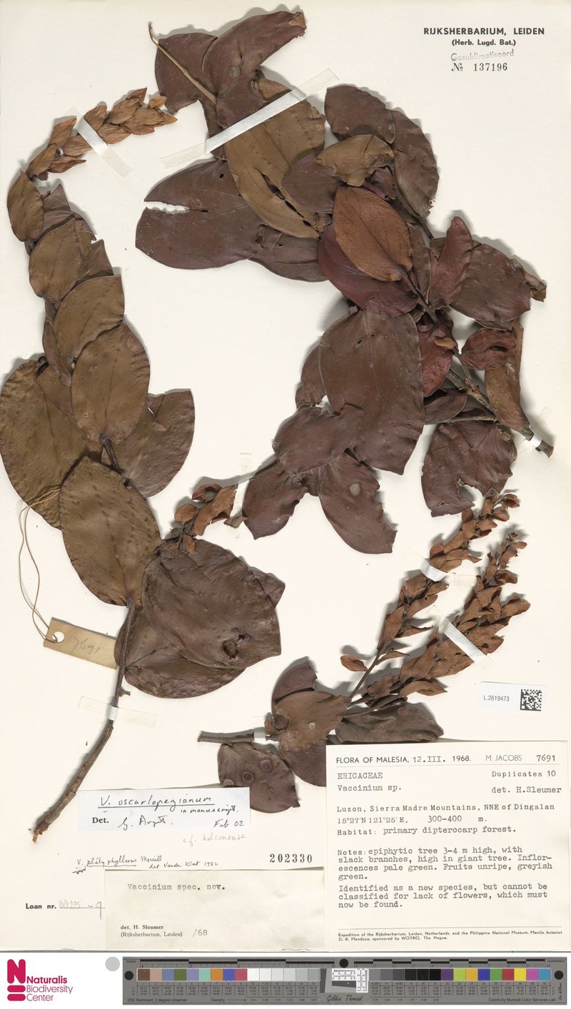 Vaccinium oscarlopezianum photo 3