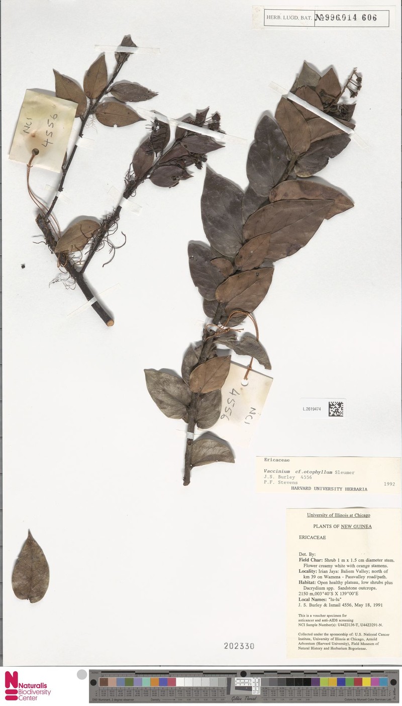 Vaccinium otophyllum