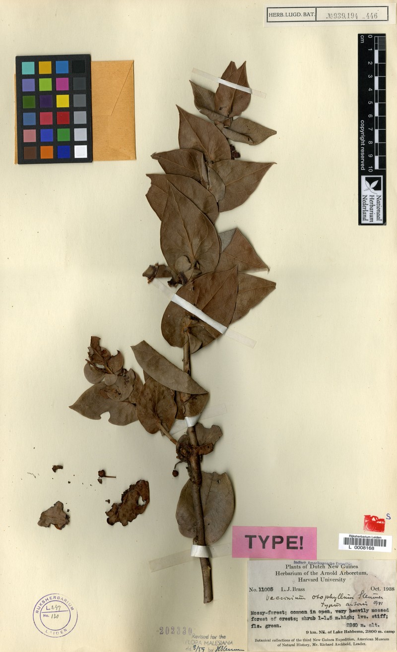 Vaccinium otophyllum photo 2