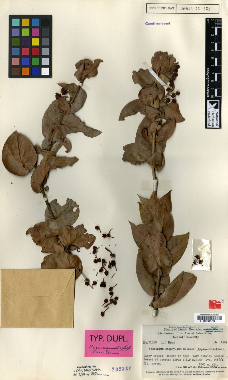Vaccinium otophyllum photo 3
