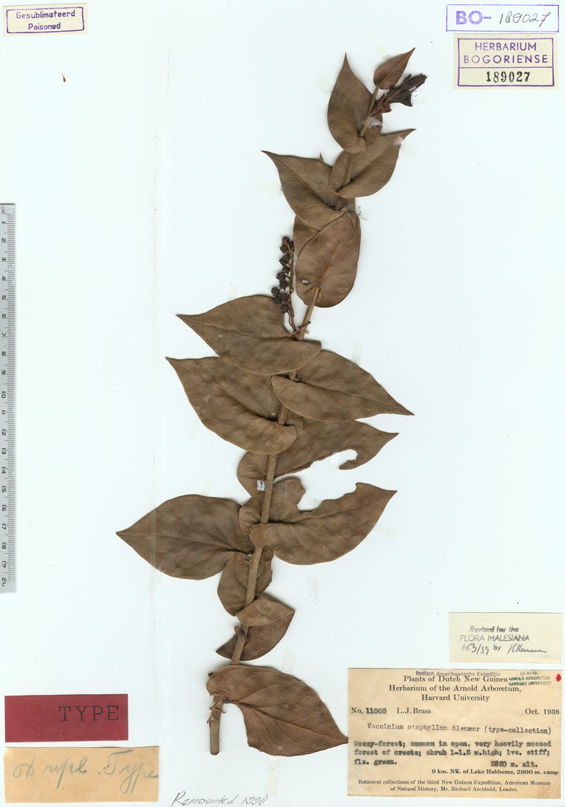Vaccinium otophyllum photo 4