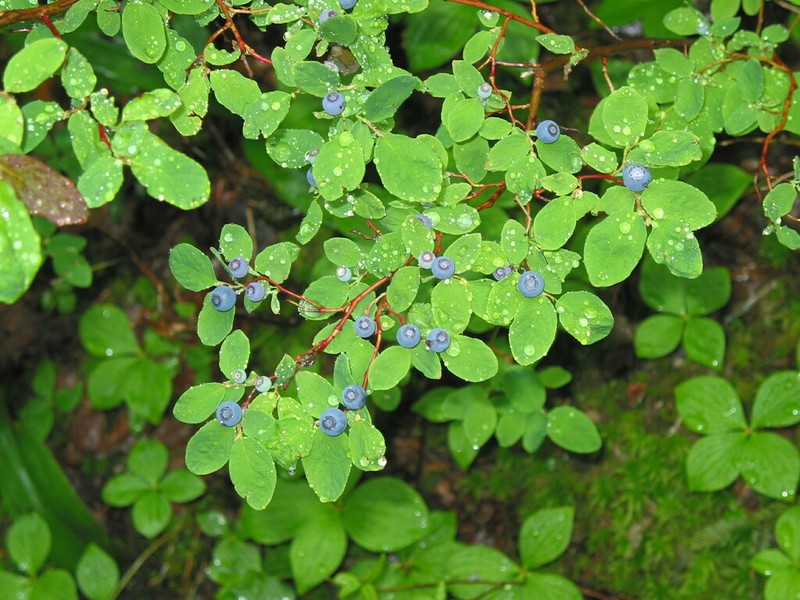 Oval-Leaf Blueberry photo 4
