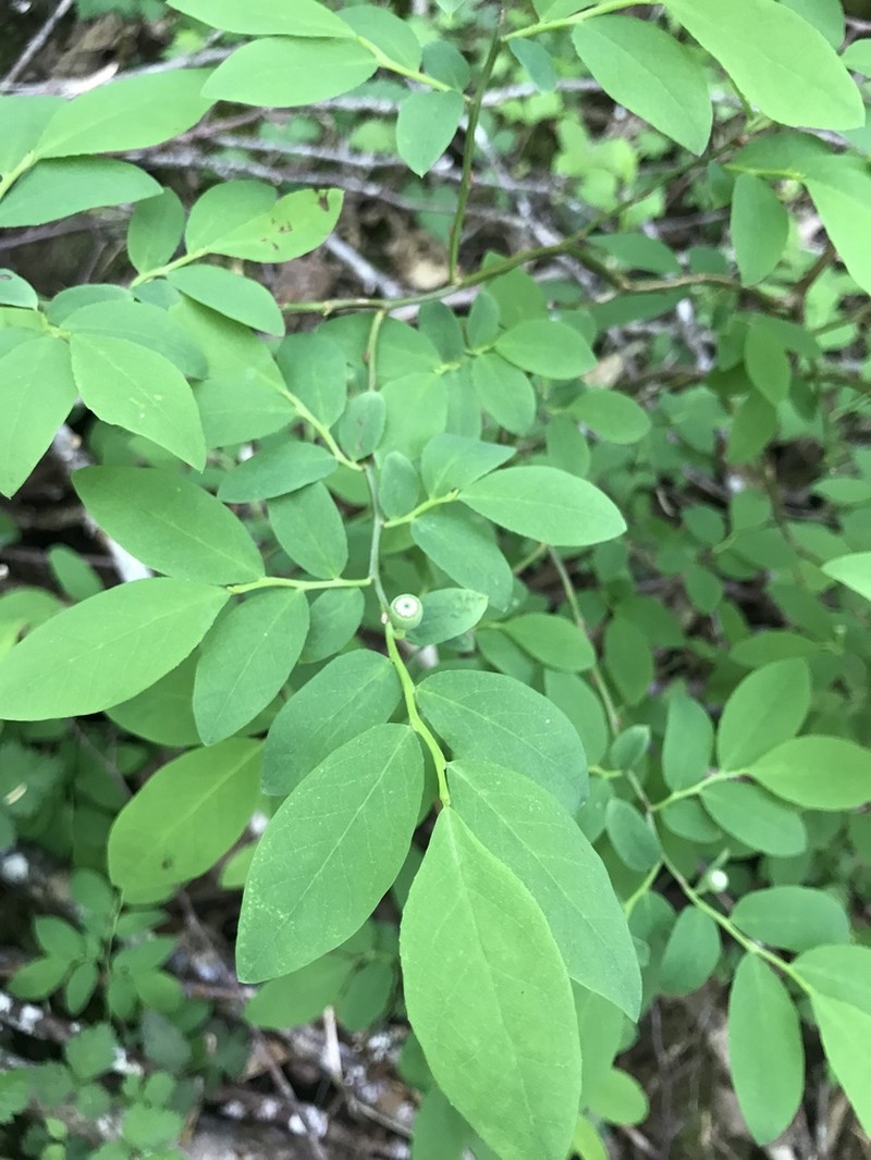 Oval-Leaf Blueberry photo 5