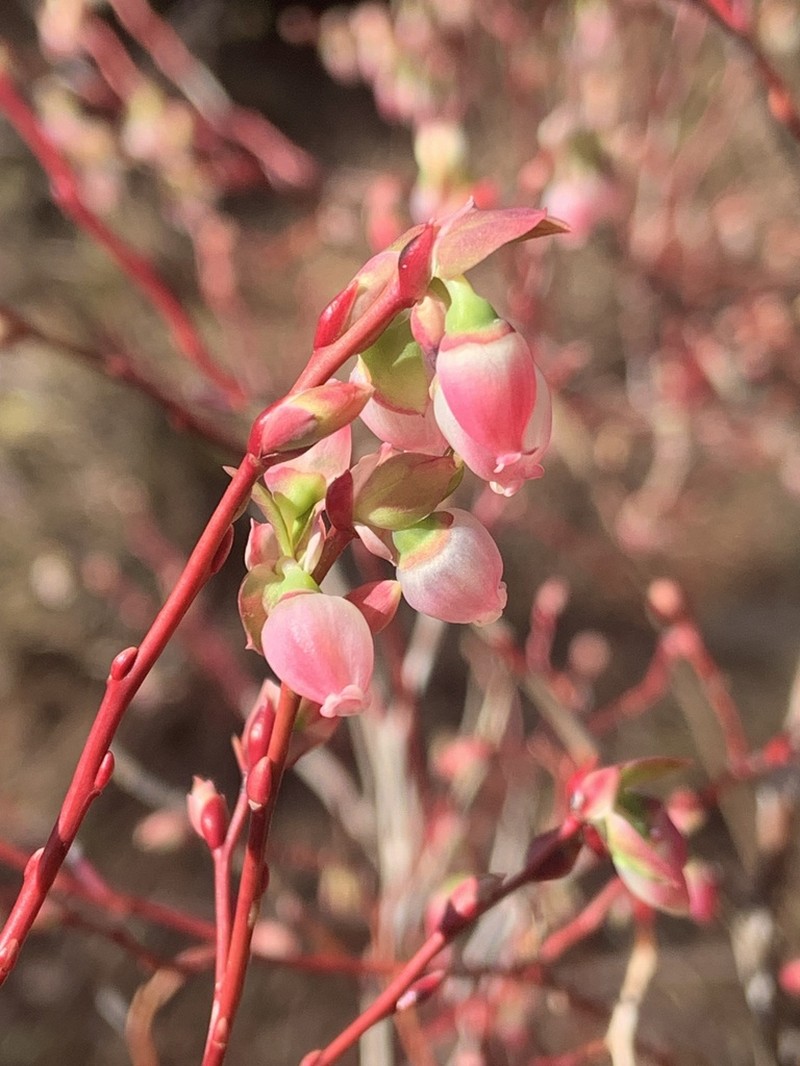 Oval-Leaf Blueberry photo 6