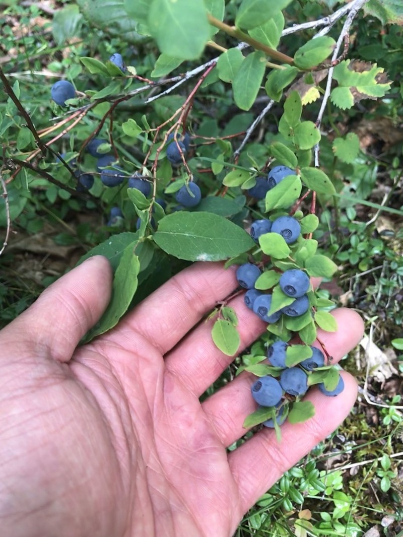 Oval-Leaf Blueberry photo 7