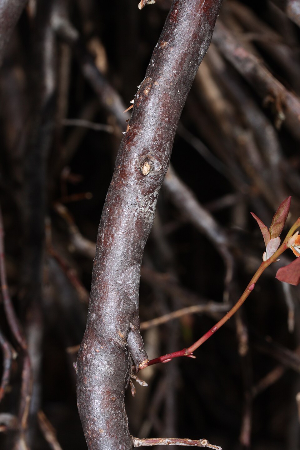 Oval-Leaf Blueberry photo 6