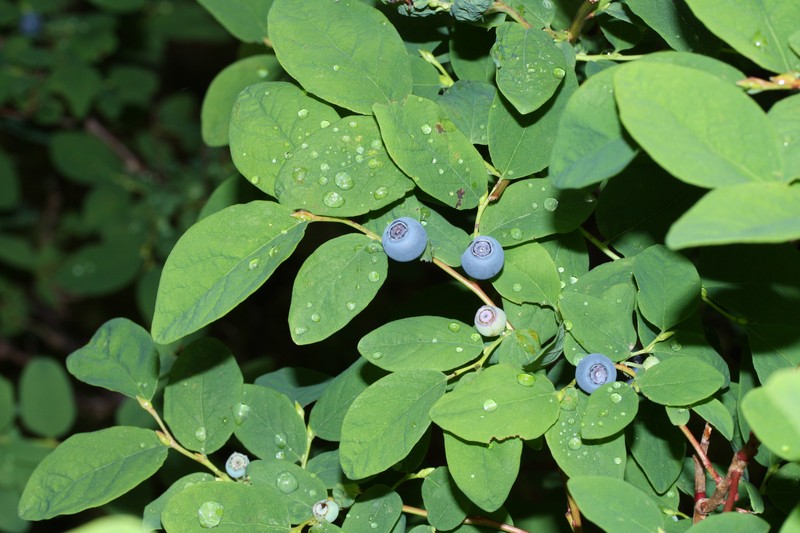 Oval-Leaf Blueberry