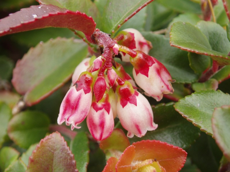 California Huckleberry photo 5