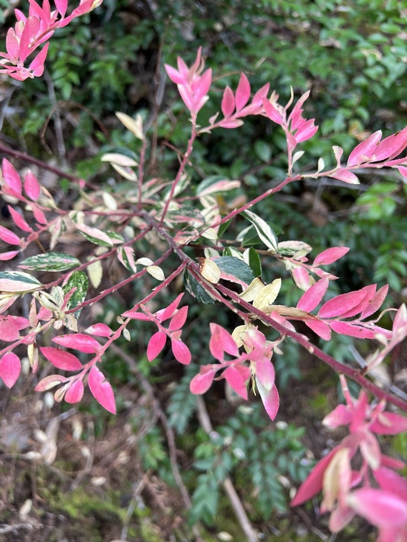 California Huckleberry photo 6