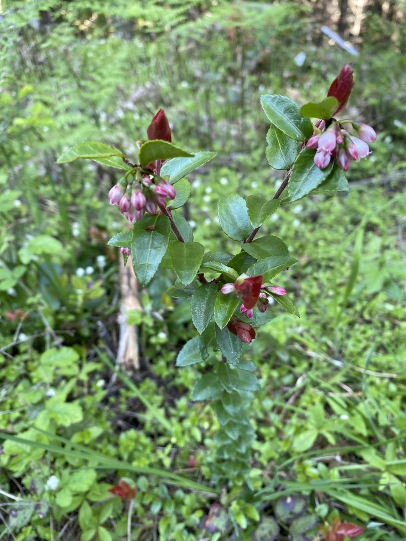 California Huckleberry photo 7