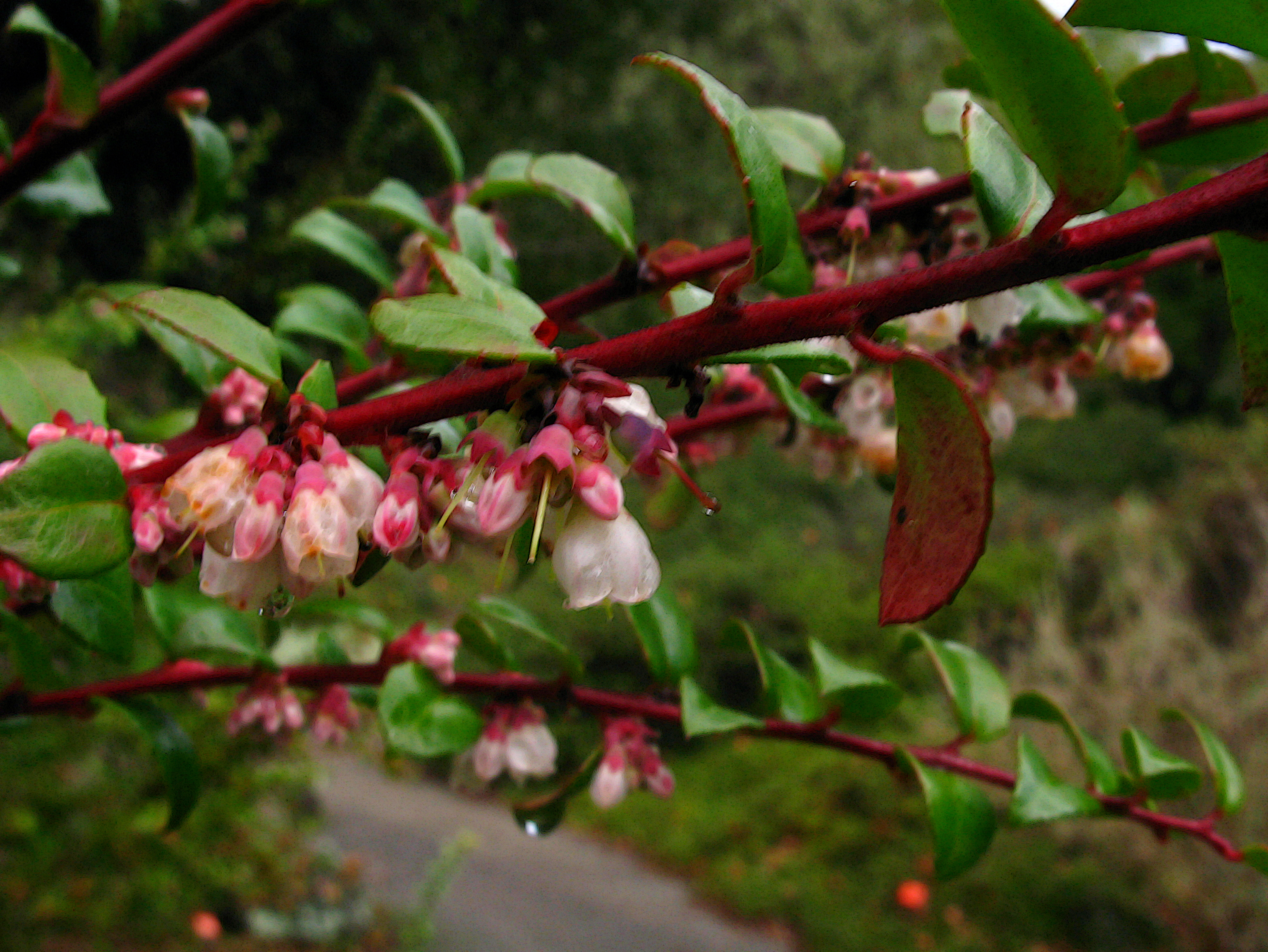 California Huckleberry photo 5
