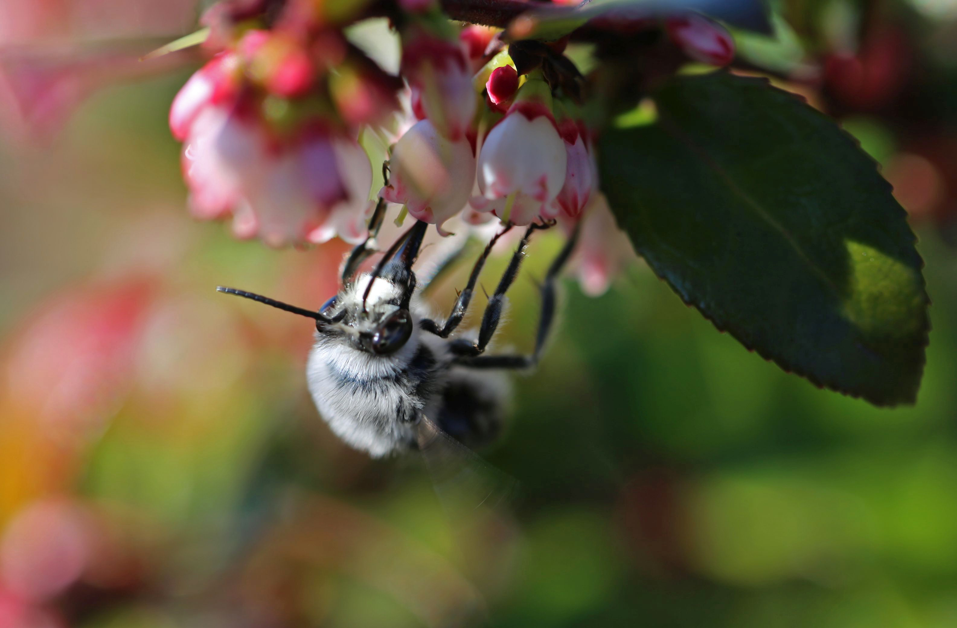 California Huckleberry photo 6