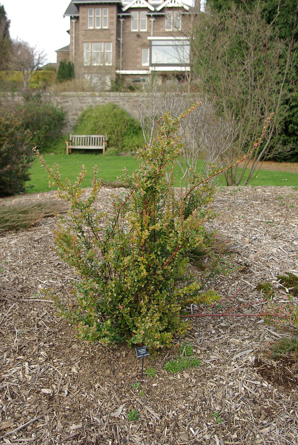 California Huckleberry photo 7