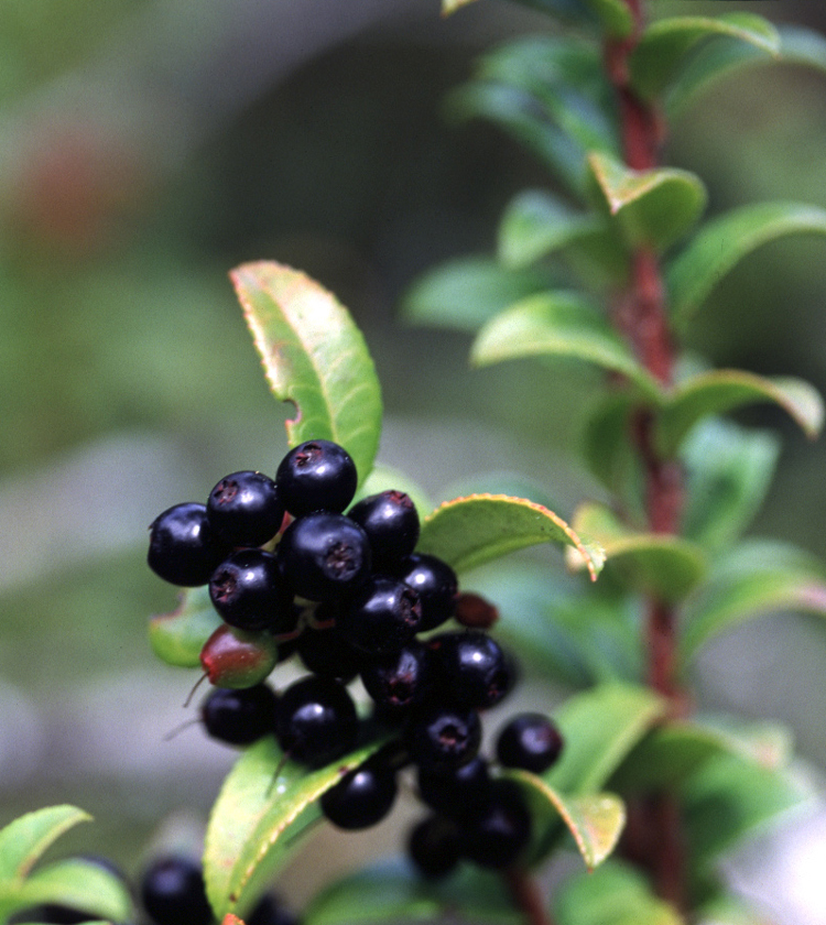 California Huckleberry