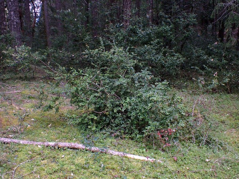 California Huckleberry photo 2