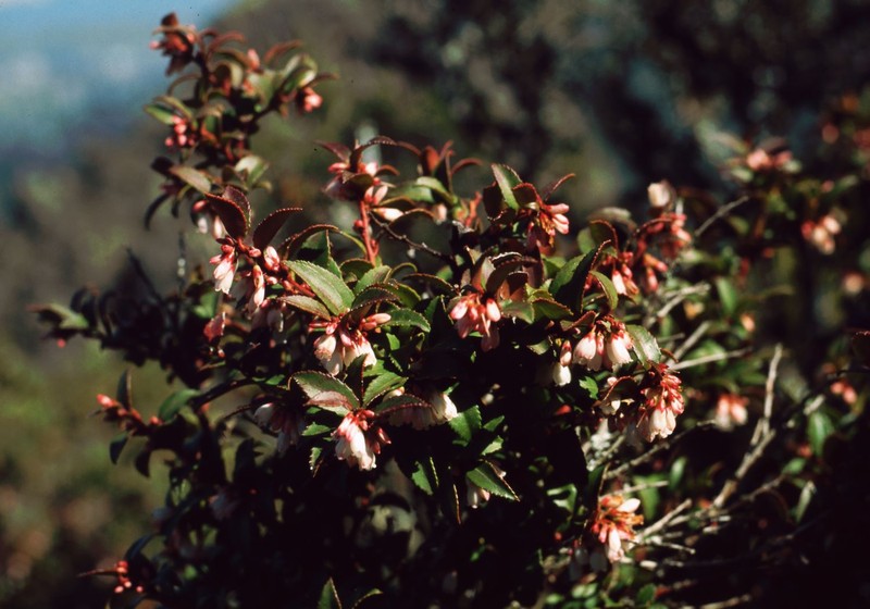 California Huckleberry photo 3