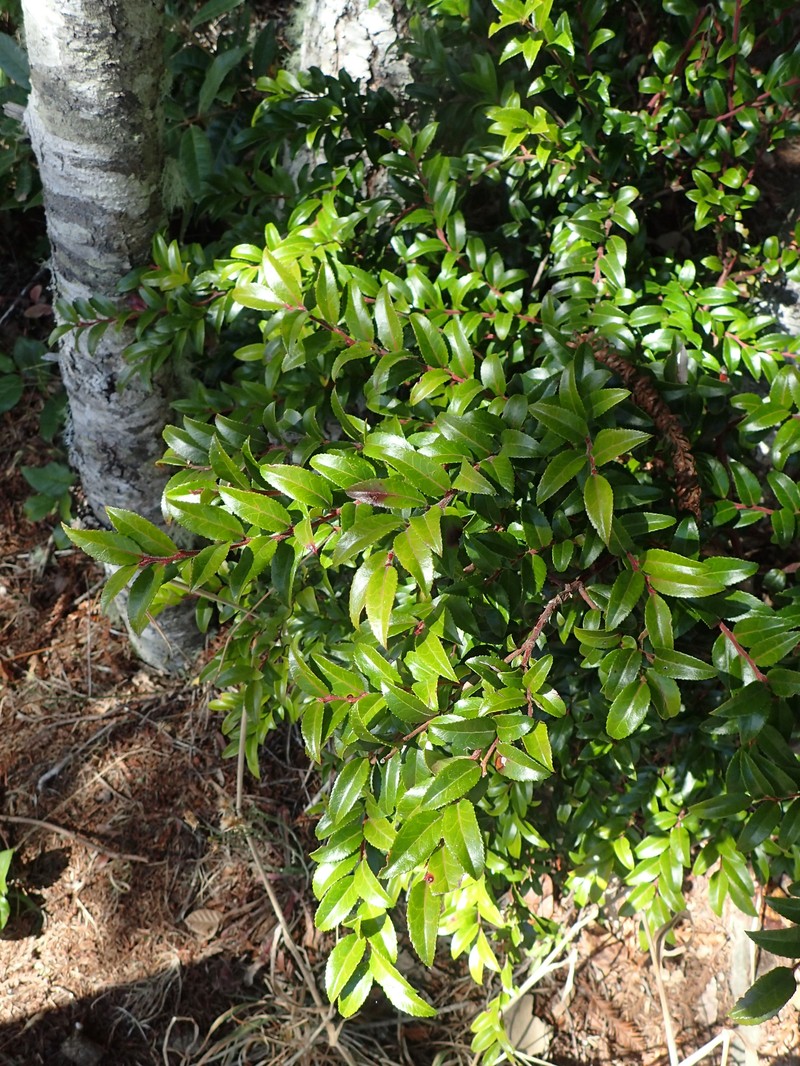 California Huckleberry photo 4