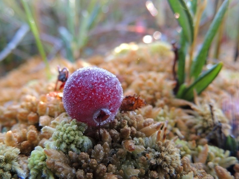 Small Cranberry photo 3