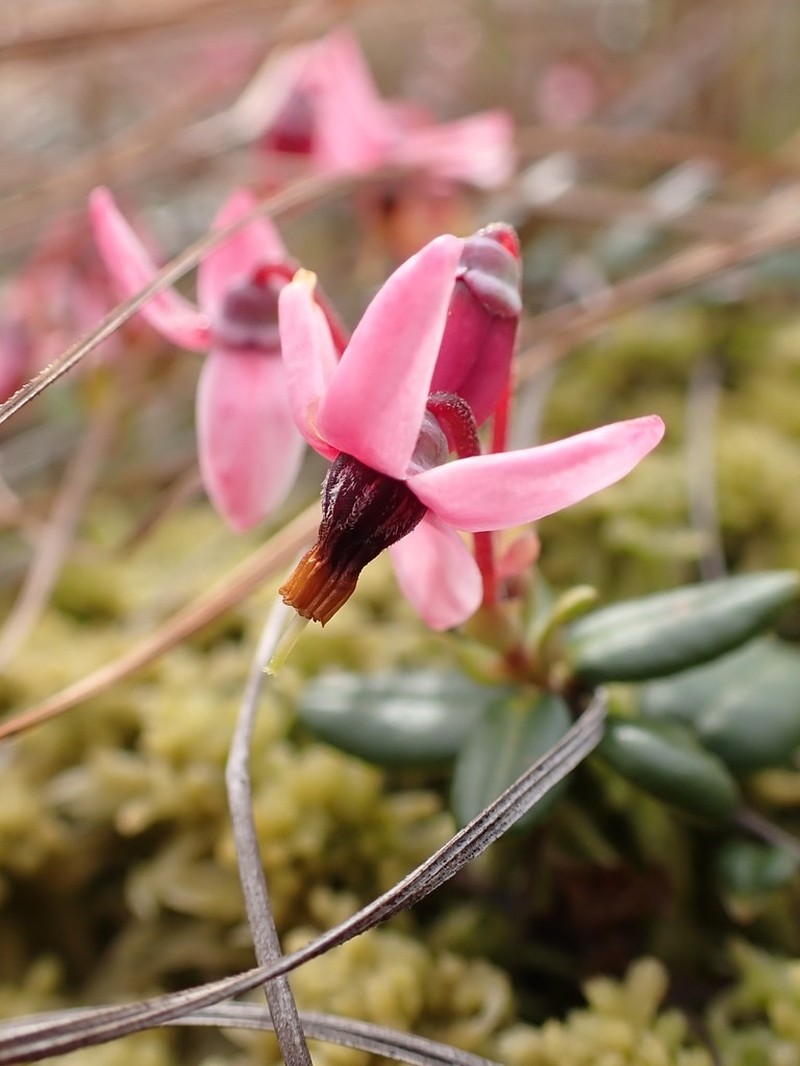 Small Cranberry photo 4