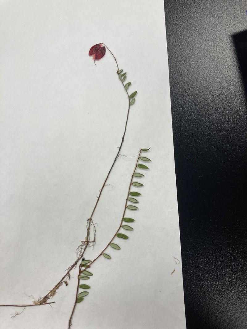 Small Cranberry photo 5