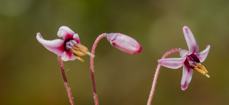 Small Cranberry photo 6