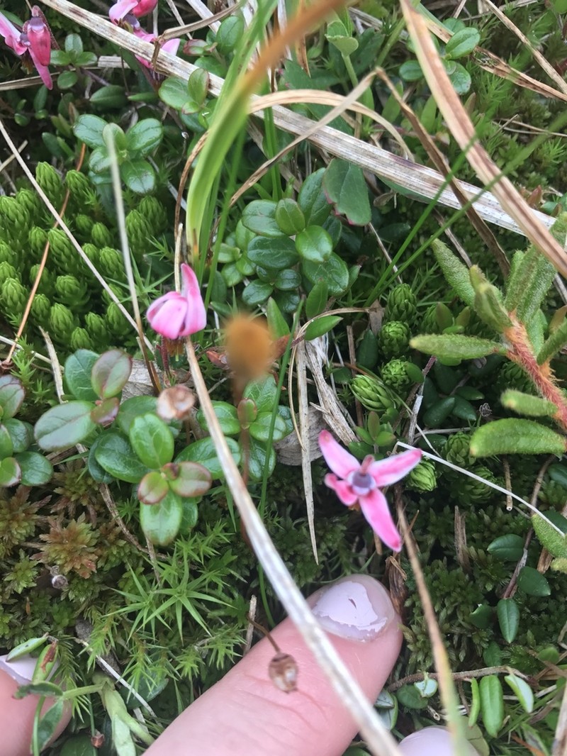 Small Cranberry photo 7