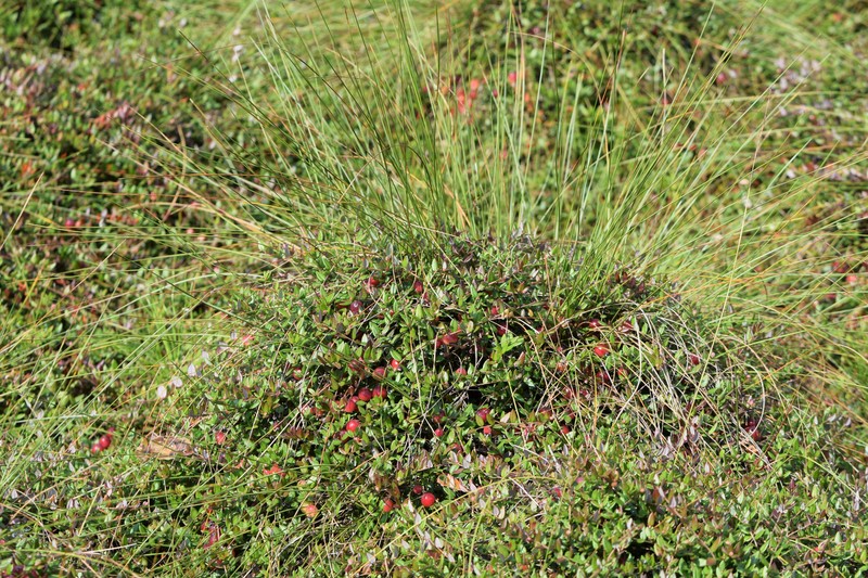 Small Cranberry photo 2