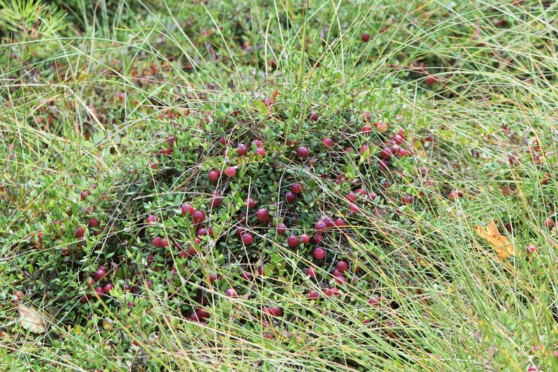 Small Cranberry photo 3