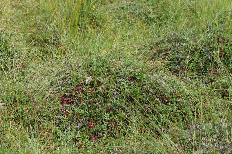 Small Cranberry photo 4