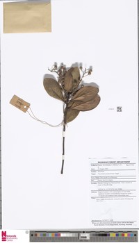Vaccinium pachydermum