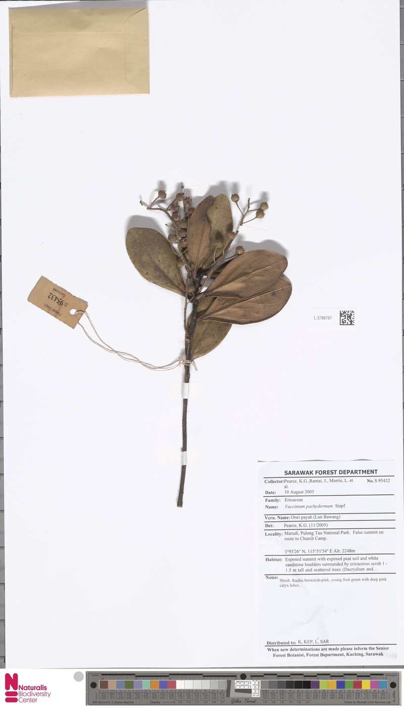 Vaccinium pachydermum