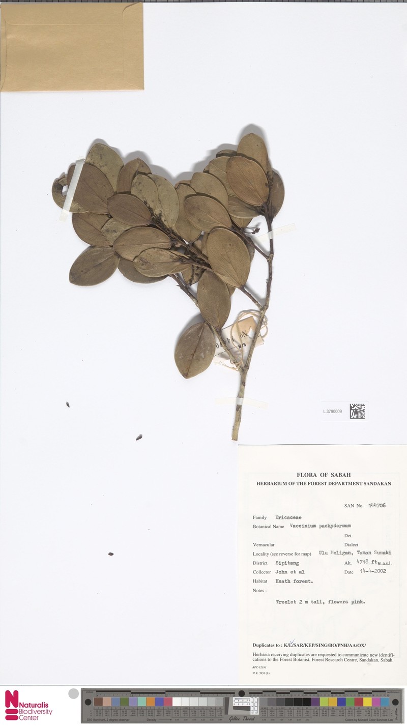 Vaccinium pachydermum photo 2