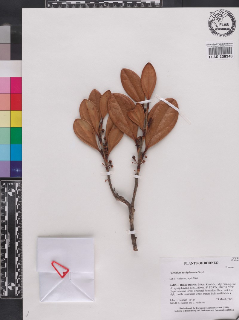 Vaccinium pachydermum photo 3