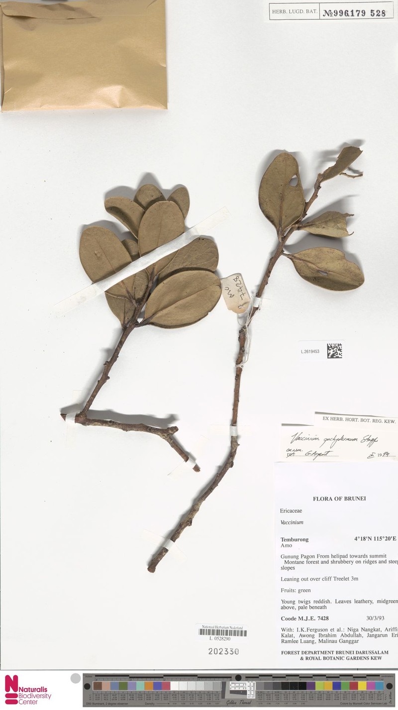 Vaccinium pachydermum photo 4