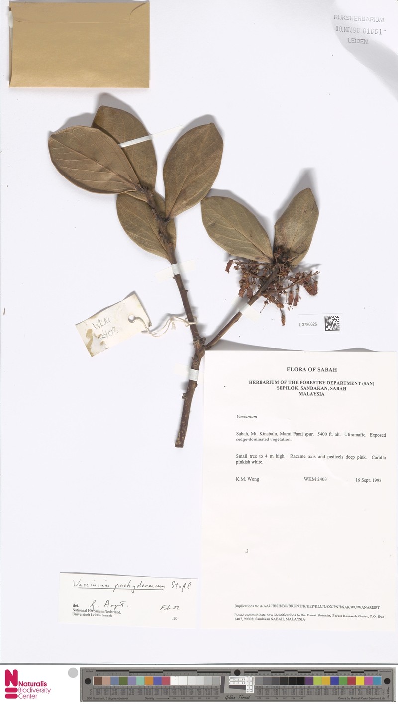 Vaccinium pachydermum photo 5