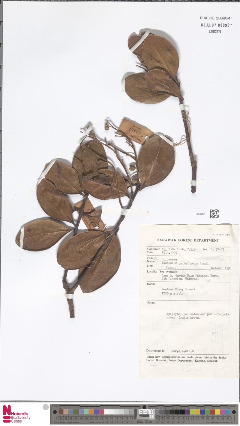 Vaccinium pachydermum photo 6