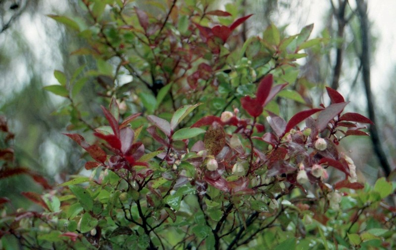 Vaccinium padifolium photo 4