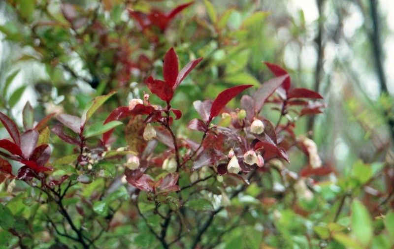 Vaccinium padifolium photo 5