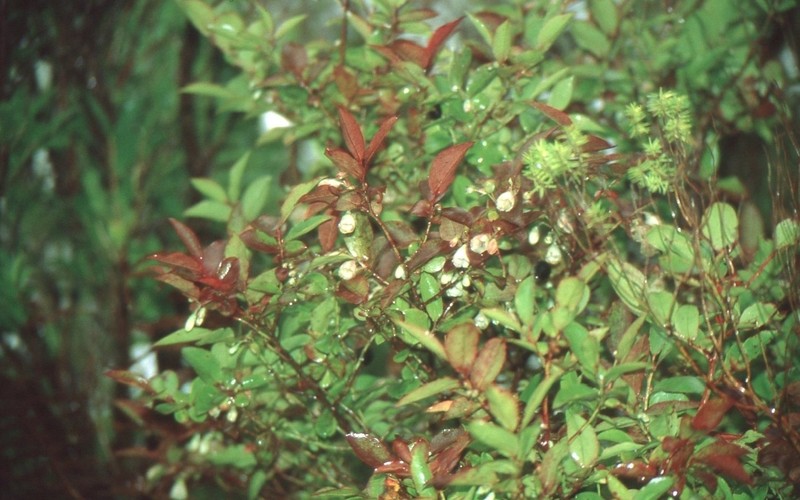 Vaccinium padifolium photo 6