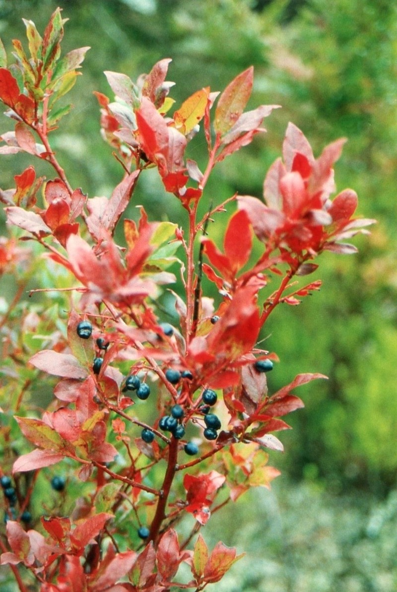 Vaccinium padifolium photo 7