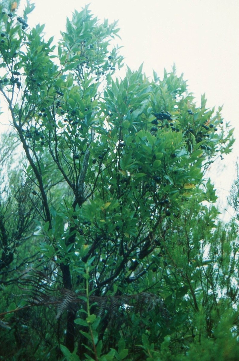 Vaccinium padifolium photo 8