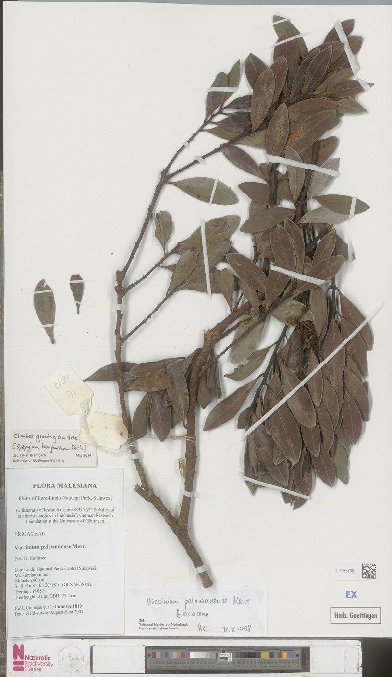 Vaccinium palawanense