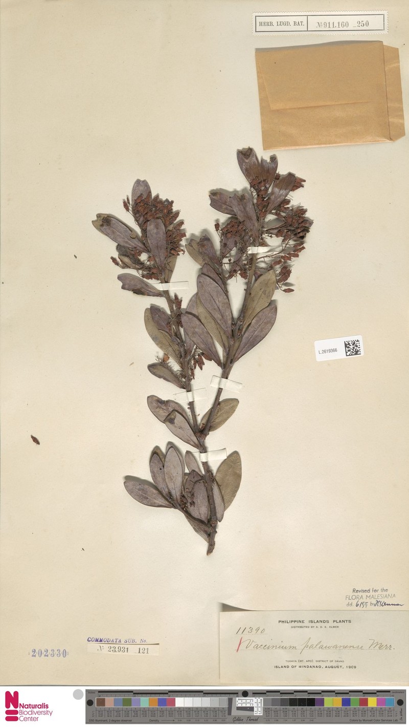 Vaccinium palawanense photo 2